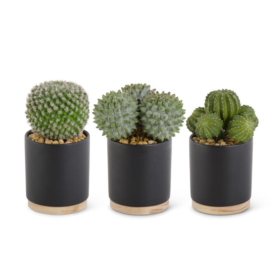 plant pots for cactus Cactus in Ceramic Black Pot with Natural Wood Base – Scraps
