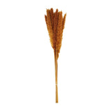 Red Preserved Pampas Grass