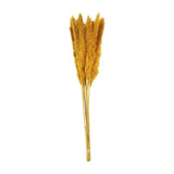 Orange Preserved Pampas Grass