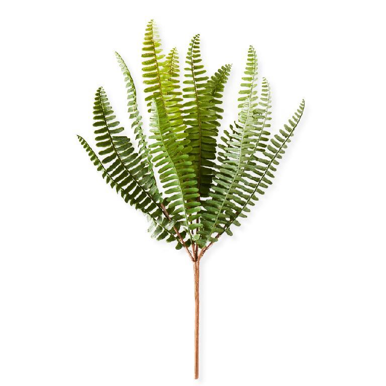 Fish Bone Fern Stem - 14 inch