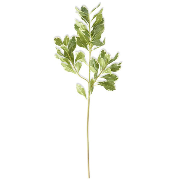Pittosporum Leaf Stem - 28 Inch