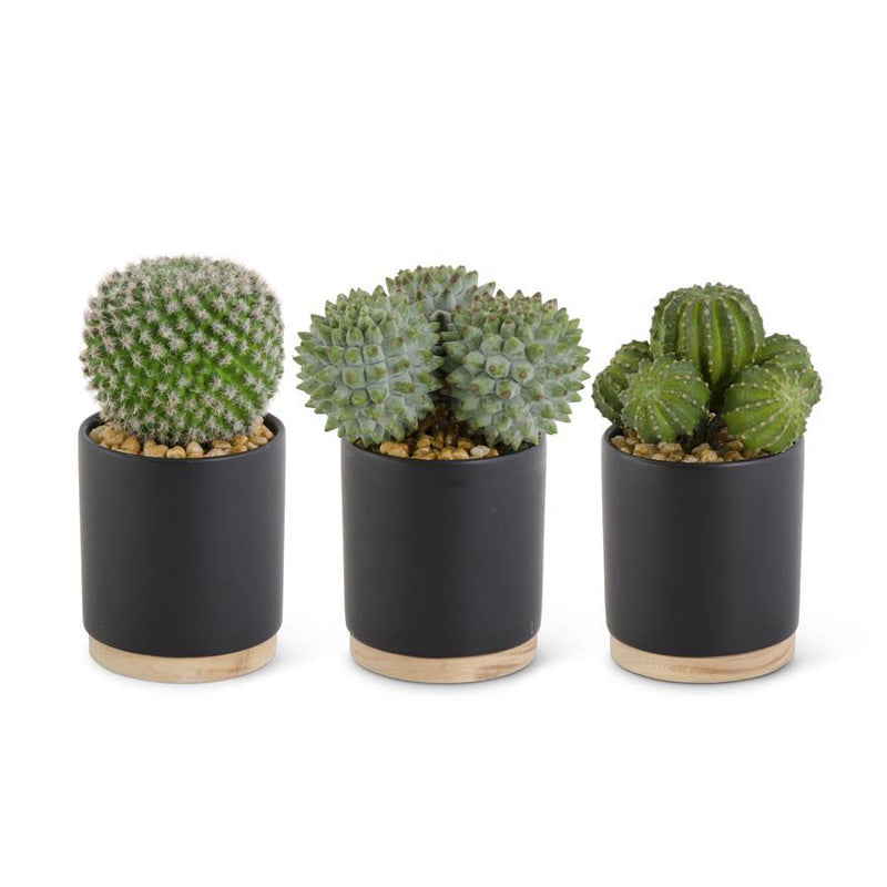 Cactus in Ceramic Black Pot with Natural Wood Base