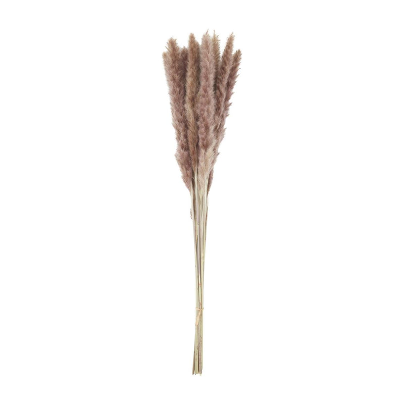 Tan Preserved Pampas Grass