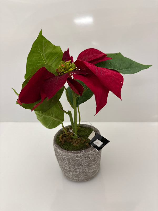 Red Velvet Poinsettia with textured gray cement pot - 9 inch