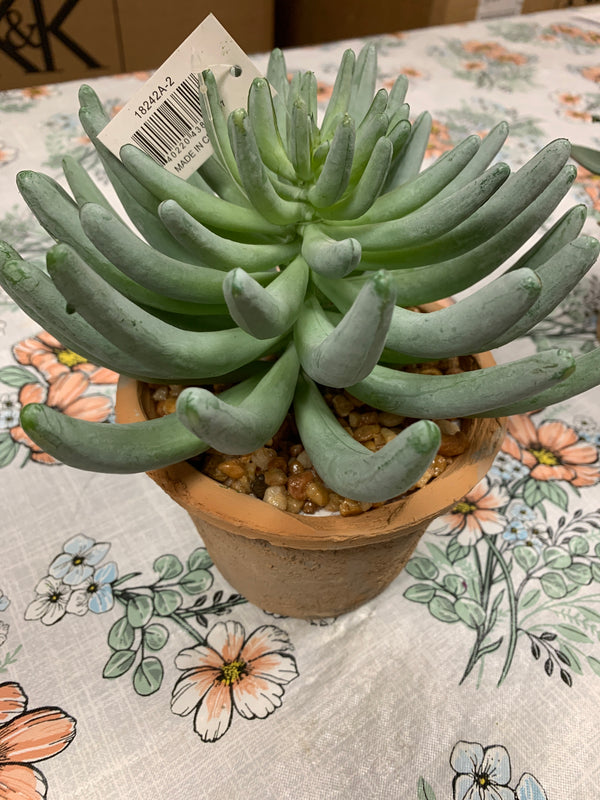 Succulent Textured Weathered Clay Pots