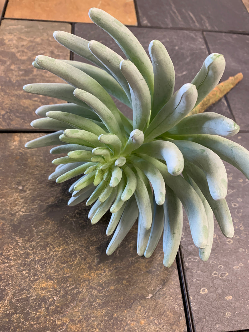 Senecio Succulent Pick - 12.5inch