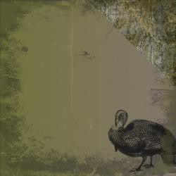 Wild Turkey - Moxxie