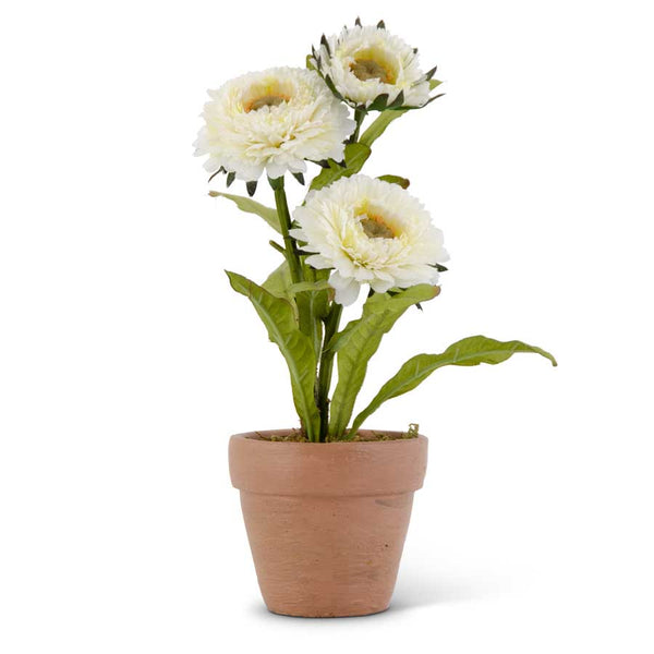 Triple Head White Zinnia in Ceramic Pot