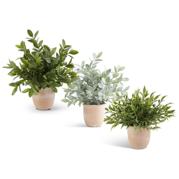 Herbs in Terracotta Pots - 11 Inch