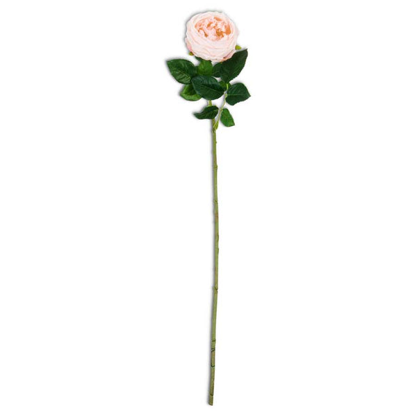Peach Real Touch Austin Rose Stem - 24 Inch