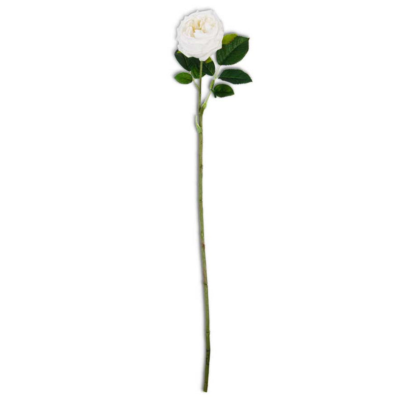 White Real Touch Austin Rose Stem - 24 Inch