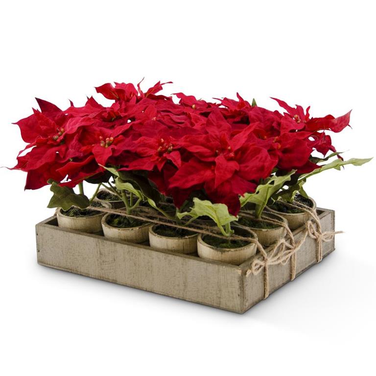 Red Potted Poinsettia with Wooden Tray