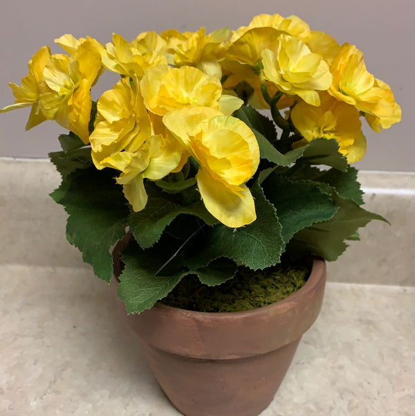 Yellow Potted Begonia - 11 Inch