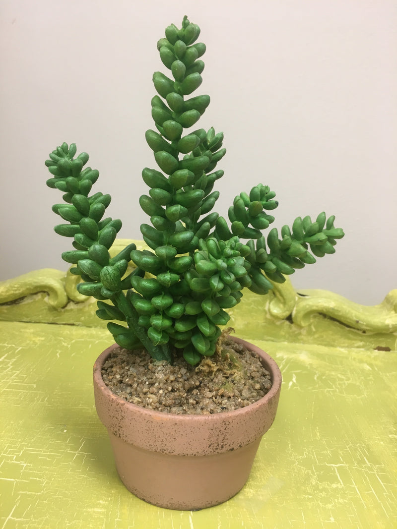 clay pot succulent Tall Succulent in Clay Pot – Scraps