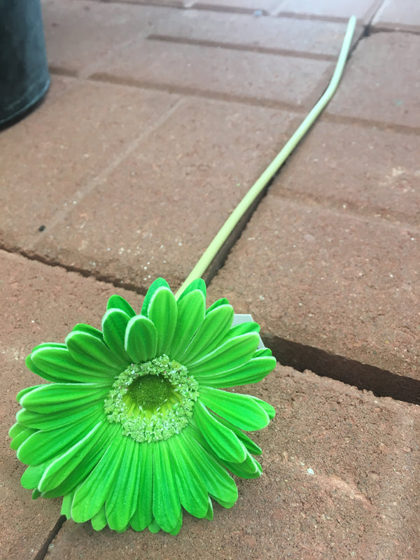 Green Small Real Touch Gerber Daisy