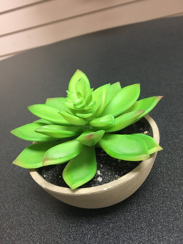 Potted Hen and Chick Succulent