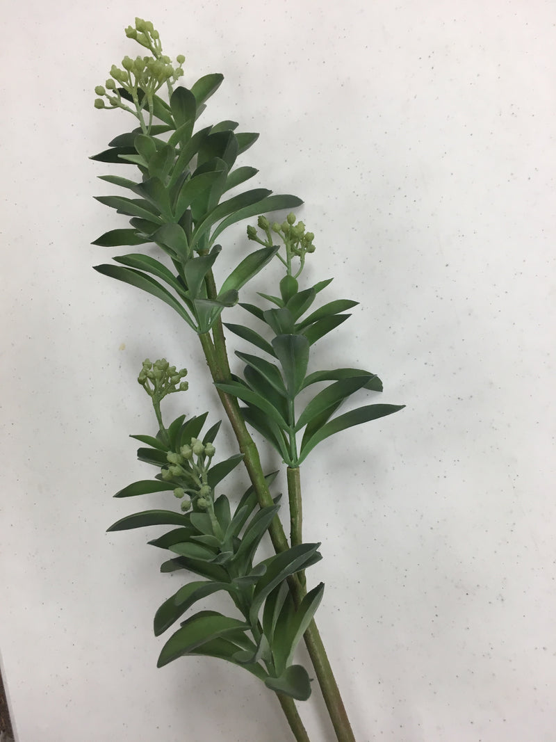 leafy succulent plants Green Leafy Succulent Stem – Scraps