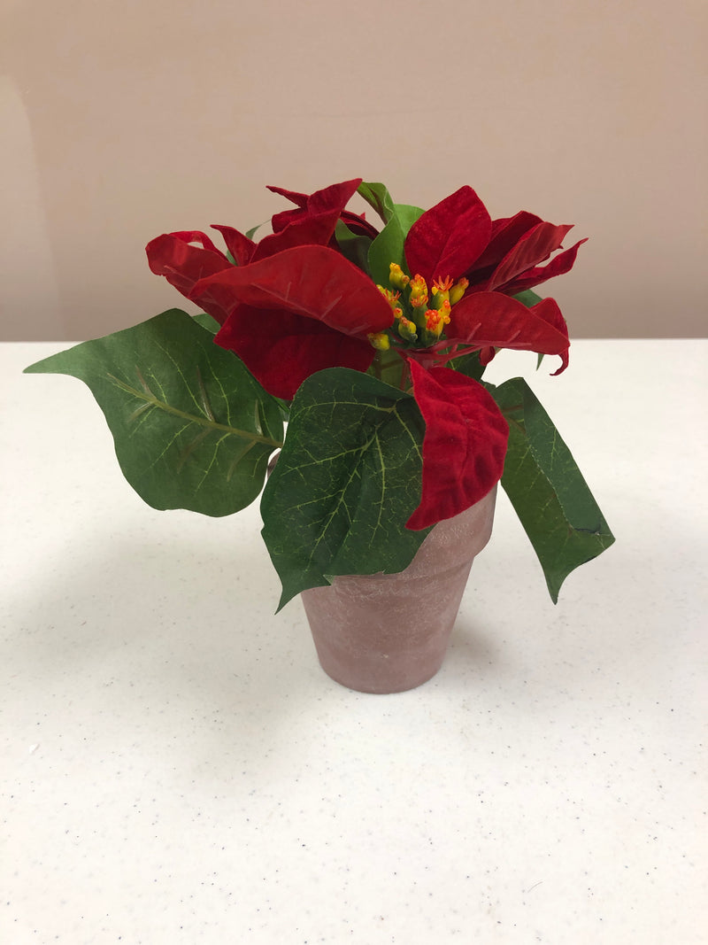 Red and White Poinsettias In Pots